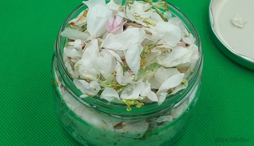 Herbatka fermentowana z kwiatów jabłoni