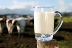 Jogurtowa krowa czyli eko zwierzęta