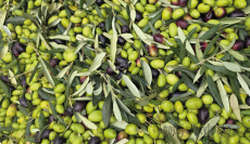 Polifenole – jak wspierają nasz organizm?