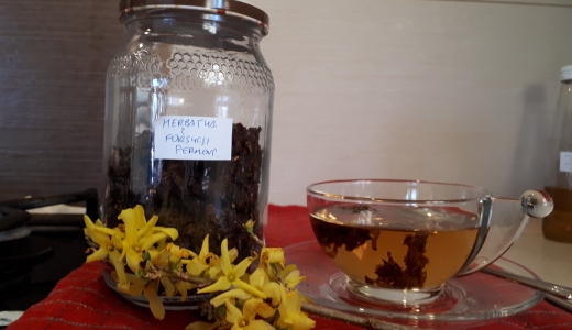 Herbatka z fermentowanych kwiatów forsycji 