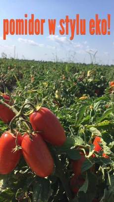 Pomidor prosto z Włoch 