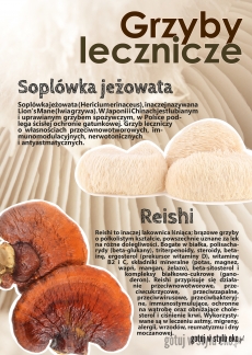 Grzyby lecznicze