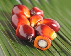 Olej palmowy czerwony na nim piecz i smaż