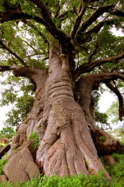 Baobab sproszkowany – cenny dar z „drzewa życia”