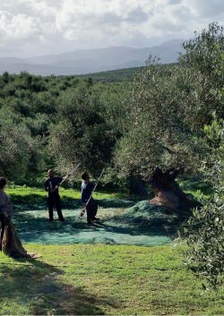 Oliwy z oliwek gourmet: Kulinarna podróż śródziemnomorska
