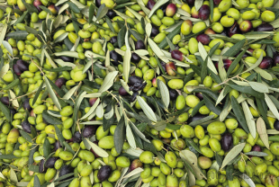 Polifenole – jak wspierają nasz organizm?