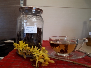 Herbatka z fermentowanych kwiatów forsycji 